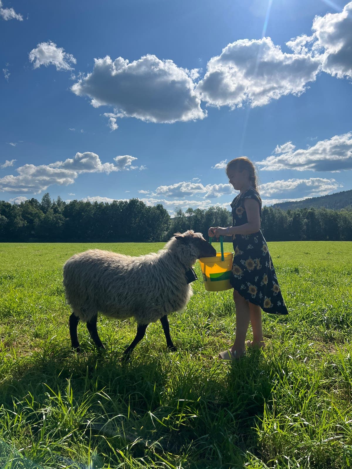Barn mater lam på Mannsverk Gård