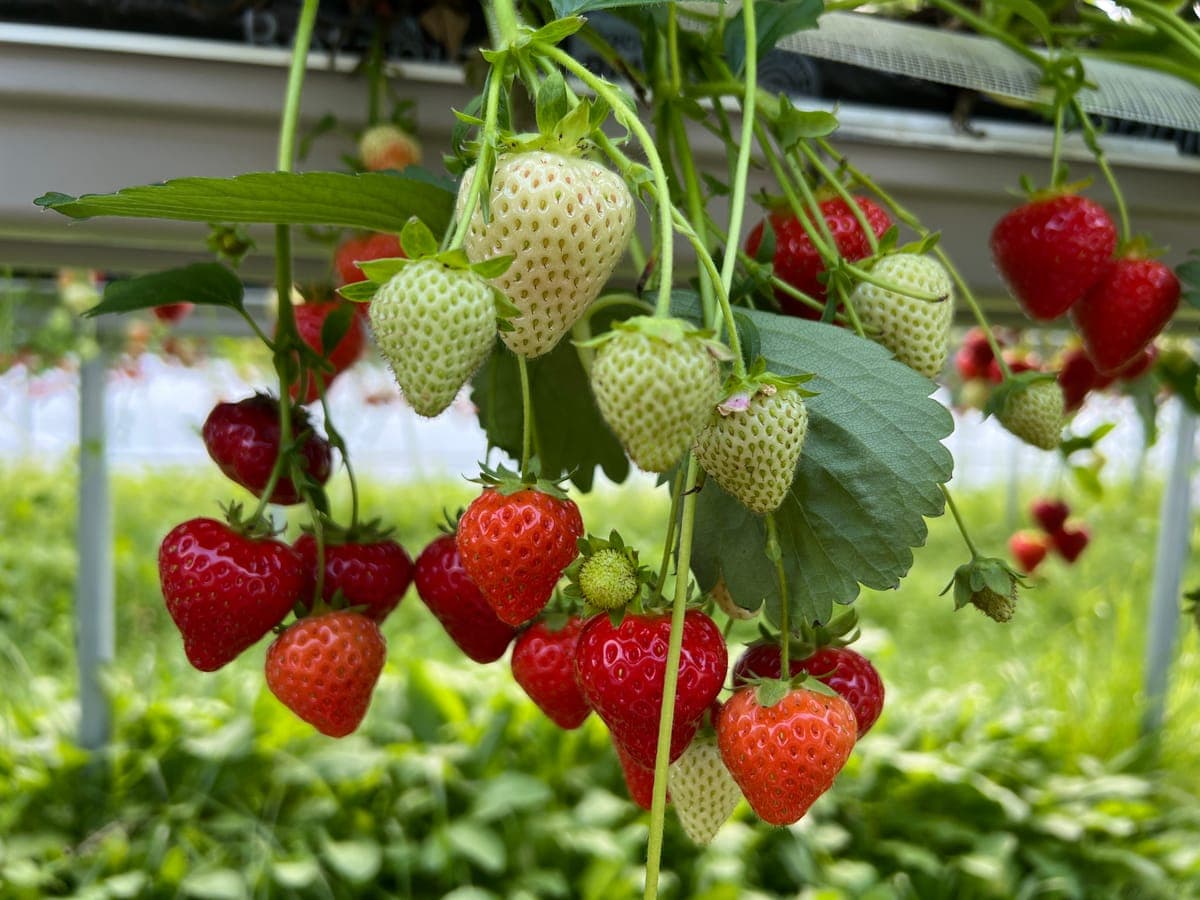 Arktiske jordbær på planten i tunnelen